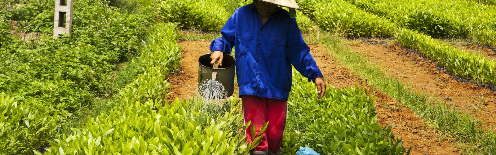 image of farmer in Viet Nam