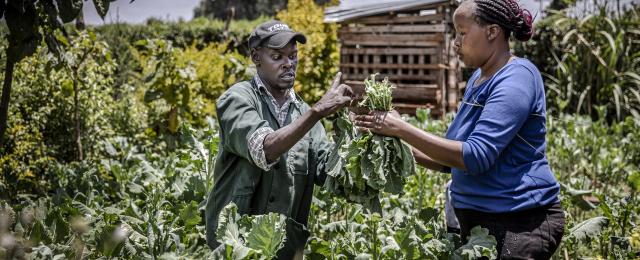 Alex Kiheru, a young disabled farmer, and his wife harvest vegetables to sell them in the local market in Limuru, Kiambu County, Kenya. 