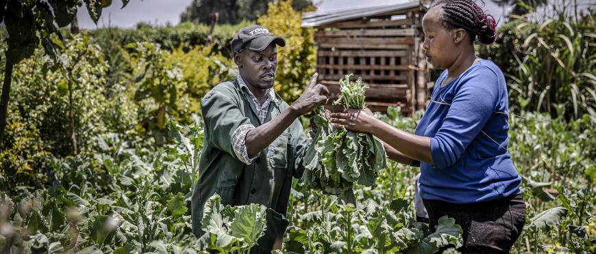 Alex Kiheru, a young disabled farmer, and his wife harvest vegetables to sell them in the local market in Limuru, Kiambu County, Kenya. 